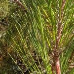 Pinus attenuata Leaf