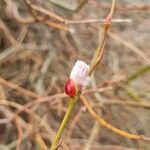 Salix viminalis Λουλούδι