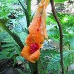 Dieffenbachia concinna Flower