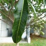 Tabernaemontana persicariifolia Leaf