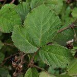 Rubus vestitus Blatt