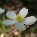 Ranunculus platanifolius Flower