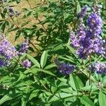 Vitex agnus-castusMuu