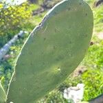 Opuntia elata Écorce