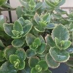 Sedum spurium Blad