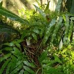 Stenochlaena tenuifolia Hàbitat