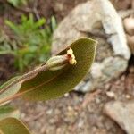 Pittosporum hematomallum Staniste