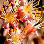 Fouquieria burragei Lorea