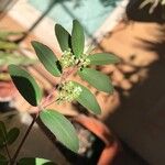 Chamaesyce hypericifolia Цвят