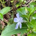 Vinca difformis Blüte