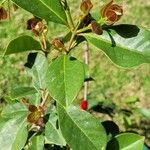 Psidium cattleianum Hoja