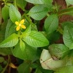 Ludwigia octovalvis Цветок