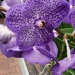 Vanda coerulescens Flor