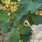 Dombeya borraginea Frunză