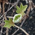 Hydrangea quercifolia Blad