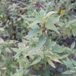 Parietaria judaica Leaf