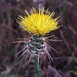 Centaurea sulphurea Blüte