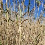 Phragmites australisLeaf