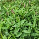 Polygonum persicaria Levél