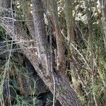 Plocama pendula Bark