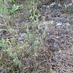Nepeta nepetella 形態