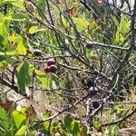 Prunus maritima Fruit