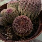 Echinocereus rigidissimus 叶