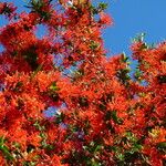 Embothrium coccineum Otro