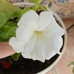 Petunia × atkinsiana Flower