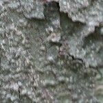 Protium aracouchini Кора
