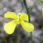 Brassica barrelieri Flower