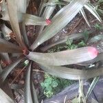 Aechmea caudata Blatt