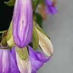 Campanula rapunculoides Žiedas