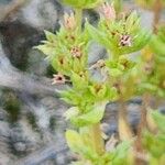Crassula alata Fruto