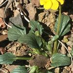 Viola purpurea Hábito