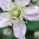 Rubus fruticosusFleur