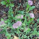 Trifolium pratense Характер