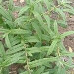 Trichodesma indicum Leaf