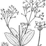 Galium scabrum Other