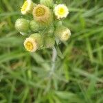 Conyza bonariensis 花