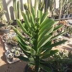 Euphorbia neriifolia Hoja
