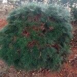 Hakea sericea Habitatea