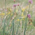 Allium strictum Други