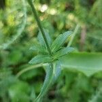 Knautia arvernensis Leaf