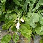 Digitalis purpureaFlower