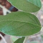 Salvia discolor Leaf