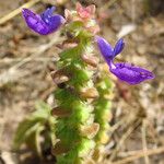 Coleus lasianthus Floare