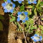 Gentiana depressa 花