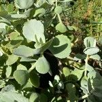Sedum sieboldii Hoja
