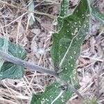 Cirsium scabrumFolha